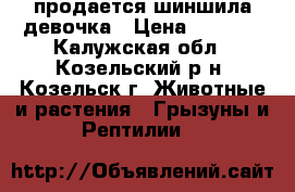 продается шиншила девочка › Цена ­ 2 500 - Калужская обл., Козельский р-н, Козельск г. Животные и растения » Грызуны и Рептилии   